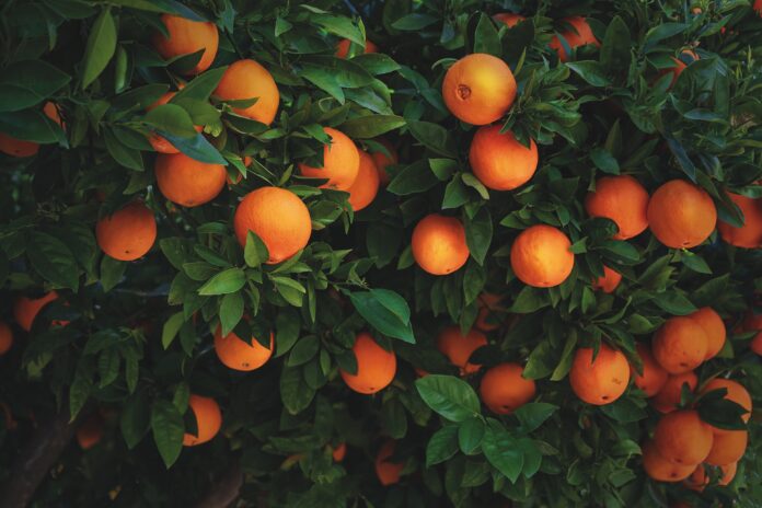 oranges on a branch with green leaves on tree